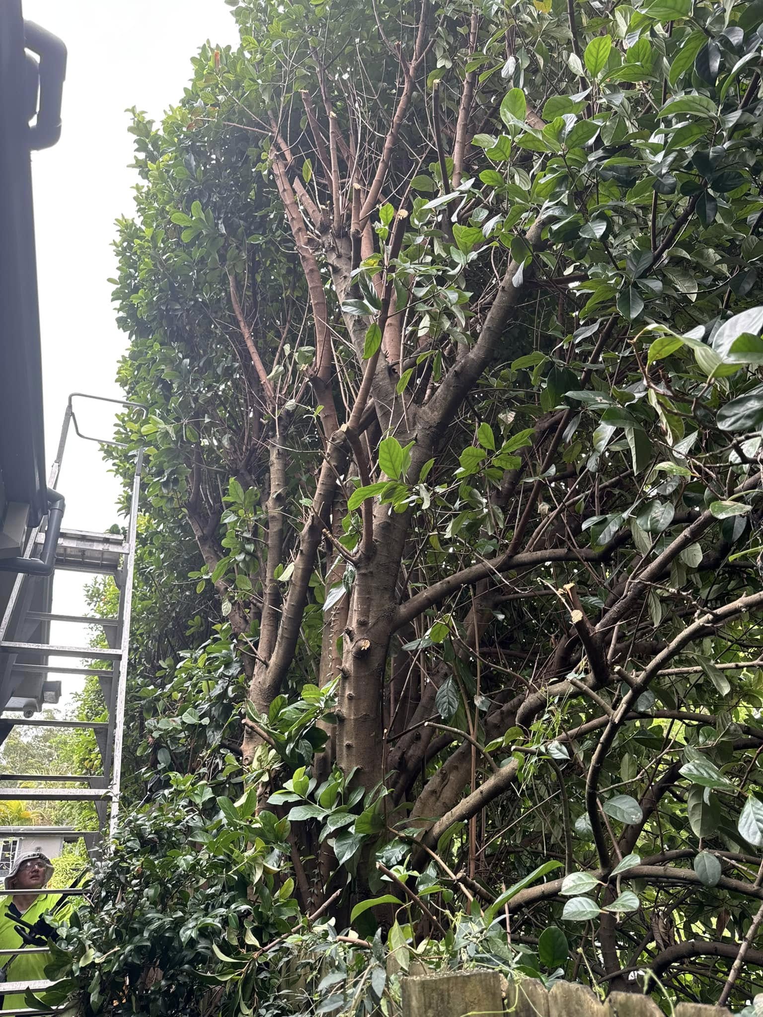 Small tree removal before and after in Strathfield